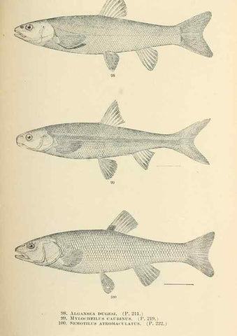 Reproducción/Reproduction 7983311097: The fishes of North and Middle America :. Washington :Smithsonian Institution, United States National Museum,1896-1900.