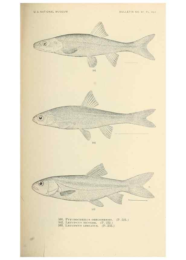 Reproducción/Reproduction 7983315872: The fishes of North and Middle America :. Washington :Smithsonian Institution, United States National Museum,1896-1900.