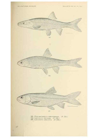 Reproducción/Reproduction 7983315872: The fishes of North and Middle America :. Washington :Smithsonian Institution, United States National Museum,1896-1900.