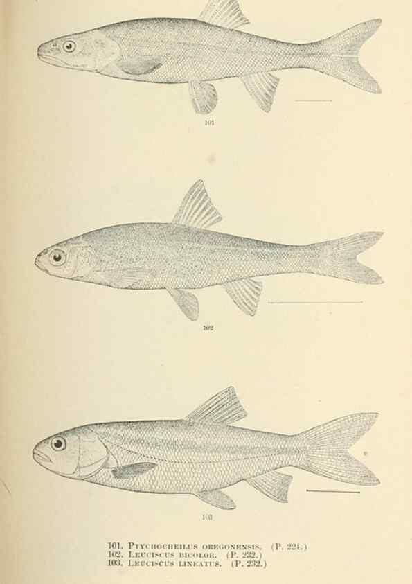 Reproducción/Reproduction 7983315872: The fishes of North and Middle America :. Washington :Smithsonian Institution, United States National Museum,1896-1900.