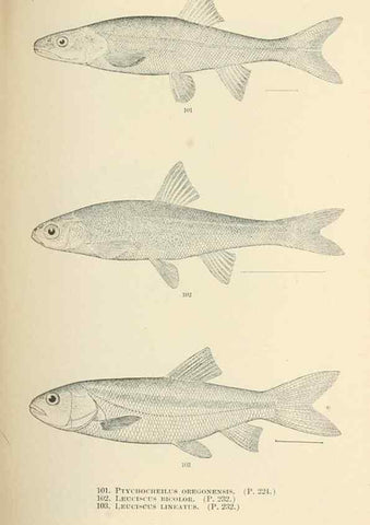 Reproducción/Reproduction 7983315872: The fishes of North and Middle America :. Washington :Smithsonian Institution, United States National Museum,1896-1900.