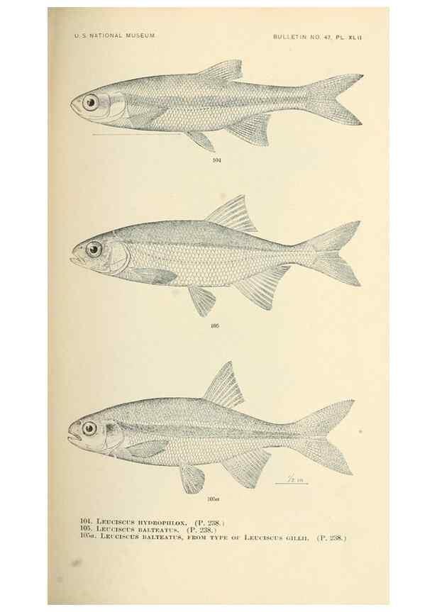 Reproducción/Reproduction 7983316856: The fishes of North and Middle America :. Washington :Smithsonian Institution, United States National Museum,1896-1900.
