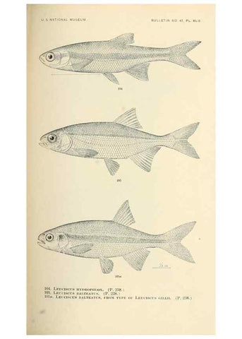 Reproducción/Reproduction 7983316856: The fishes of North and Middle America :. Washington :Smithsonian Institution, United States National Museum,1896-1900.