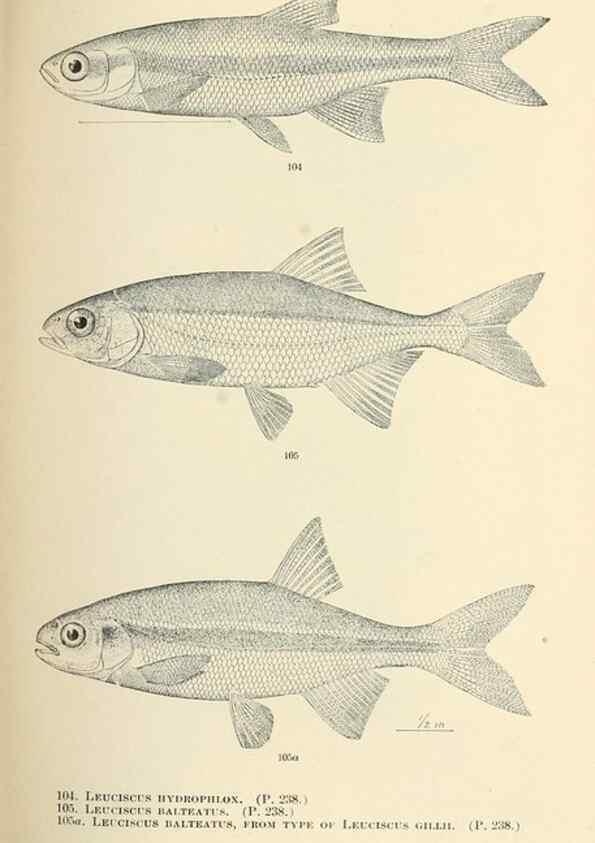 Reproducción/Reproduction 7983316856: The fishes of North and Middle America :. Washington :Smithsonian Institution, United States National Museum,1896-1900.