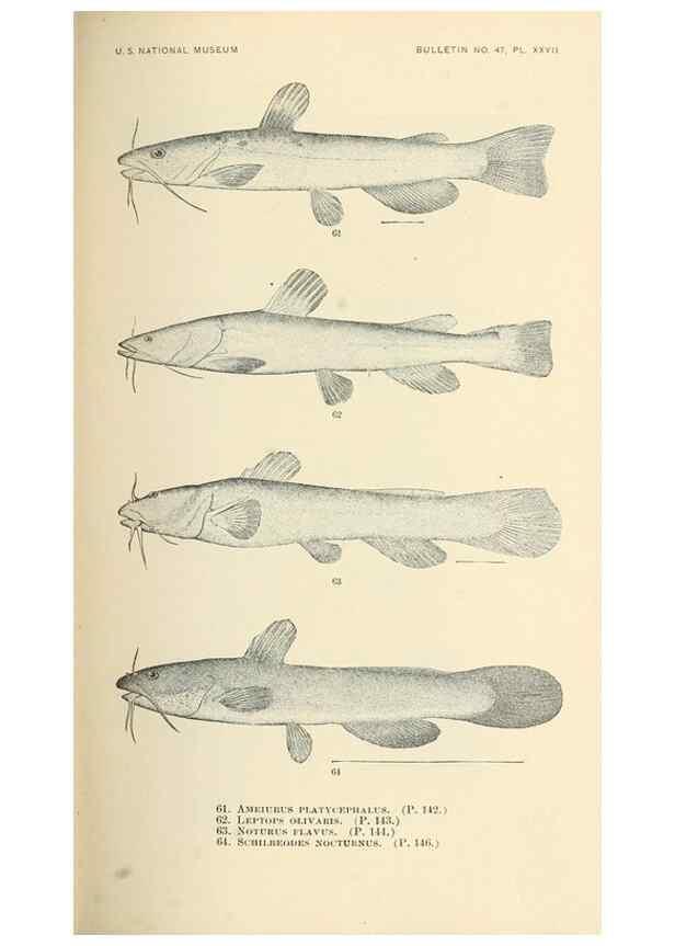 Reproducción/Reproduction 7983307506: The fishes of North and Middle America :. Washington :Smithsonian Institution, United States National Museum,1896-1900.