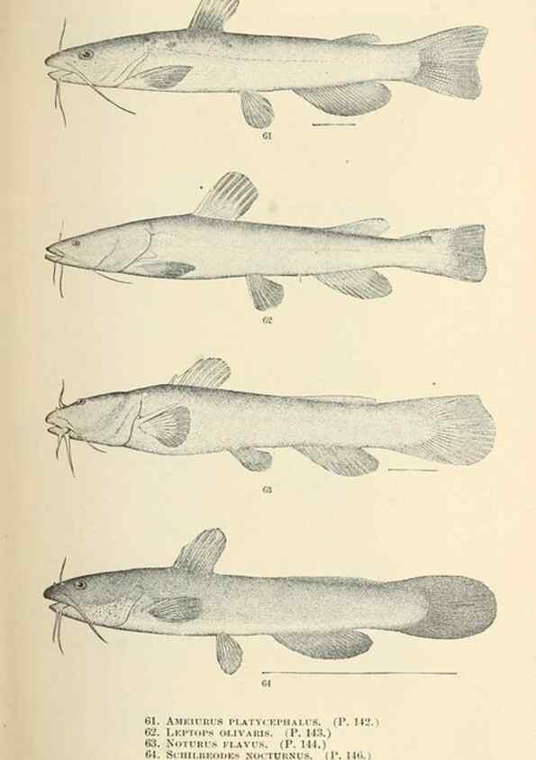 Reproducción/Reproduction 7983307506: The fishes of North and Middle America :. Washington :Smithsonian Institution, United States National Museum,1896-1900.