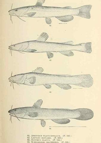 Reproducción/Reproduction 7983307506: The fishes of North and Middle America :. Washington :Smithsonian Institution, United States National Museum,1896-1900.