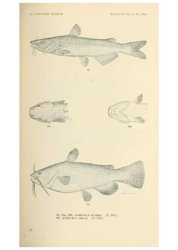Reproducción/Reproduction 7983306856: The fishes of North and Middle America :. Washington :Smithsonian Institution, United States National Museum,1896-1900.