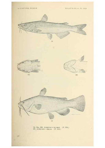 Reproducción/Reproduction 7983306856: The fishes of North and Middle America :. Washington :Smithsonian Institution, United States National Museum,1896-1900.