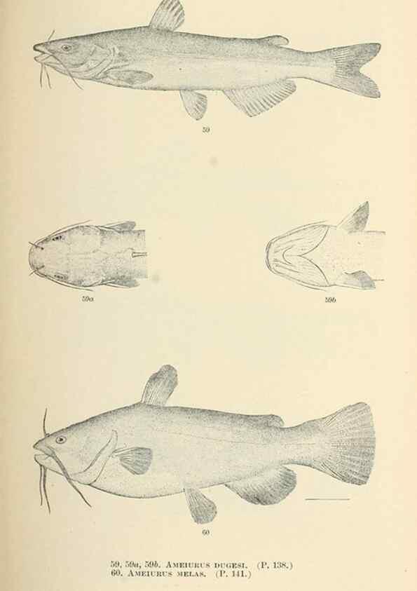 Reproducción/Reproduction 7983306856: The fishes of North and Middle America :. Washington :Smithsonian Institution, United States National Museum,1896-1900.