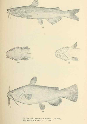 Reproducción/Reproduction 7983306856: The fishes of North and Middle America :. Washington :Smithsonian Institution, United States National Museum,1896-1900.