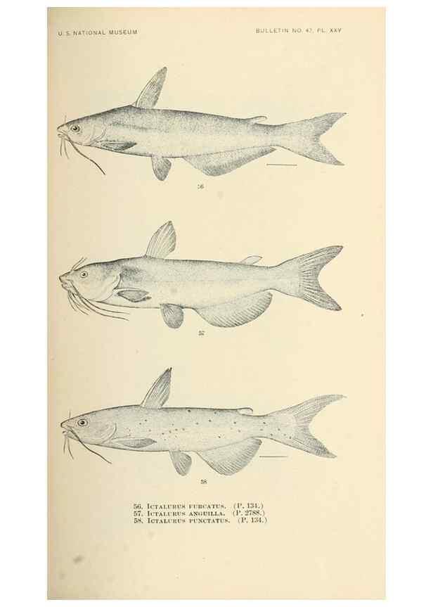 Reproducción/Reproduction 7983302033: The fishes of North and Middle America :. Washington :Smithsonian Institution, United States National Museum,1896-1900.