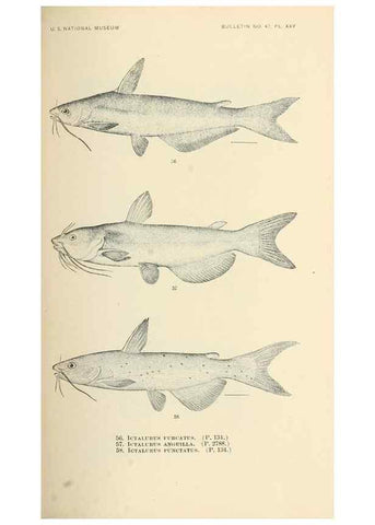 Reproducción/Reproduction 7983302033: The fishes of North and Middle America :. Washington :Smithsonian Institution, United States National Museum,1896-1900.