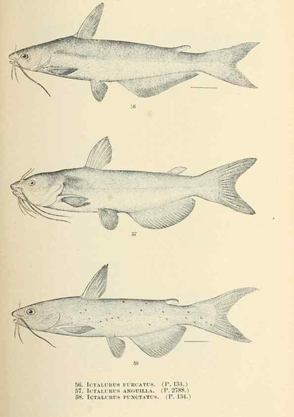 Reproducción/Reproduction 7983302033: The fishes of North and Middle America :. Washington :Smithsonian Institution, United States National Museum,1896-1900.