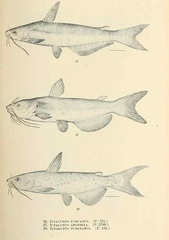 Reproducción/Reproduction 7983302033: The fishes of North and Middle America :. Washington :Smithsonian Institution, United States National Museum,1896-1900.
