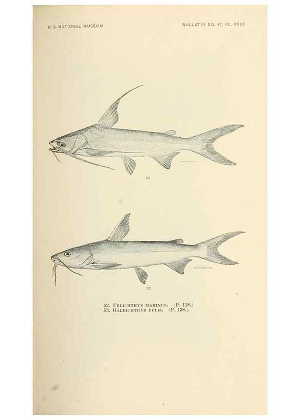 Reproducción/Reproduction 7983300685: The fishes of North and Middle America :. Washington :Smithsonian Institution, United States National Museum,1896-1900.