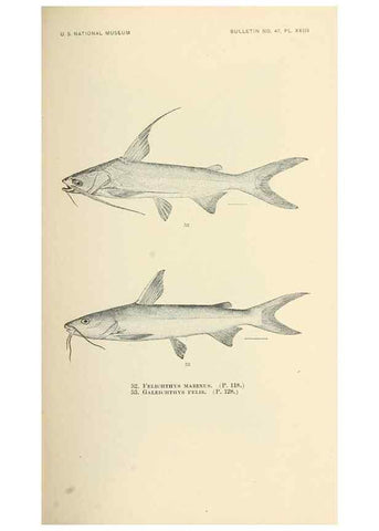 Reproducción/Reproduction 7983300685: The fishes of North and Middle America :. Washington :Smithsonian Institution, United States National Museum,1896-1900.