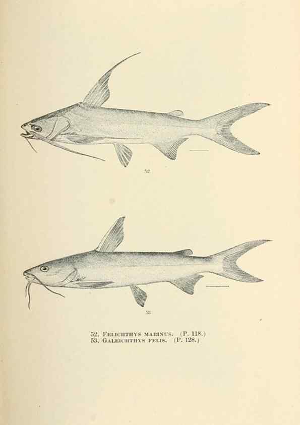 Reproducción/Reproduction 7983300685: The fishes of North and Middle America :. Washington :Smithsonian Institution, United States National Museum,1896-1900.