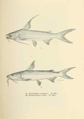 Reproducción/Reproduction 7983300685: The fishes of North and Middle America :. Washington :Smithsonian Institution, United States National Museum,1896-1900.