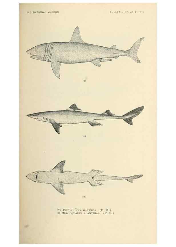 Reproducción/Reproduction 7983294796: The fishes of North and Middle America :. Washington :Smithsonian Institution, United States National Museum,1896-1900.