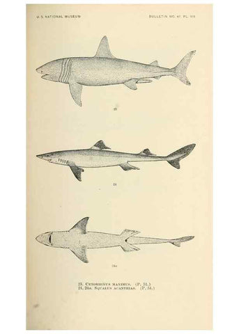 Reproducción/Reproduction 7983294796: The fishes of North and Middle America :. Washington :Smithsonian Institution, United States National Museum,1896-1900.