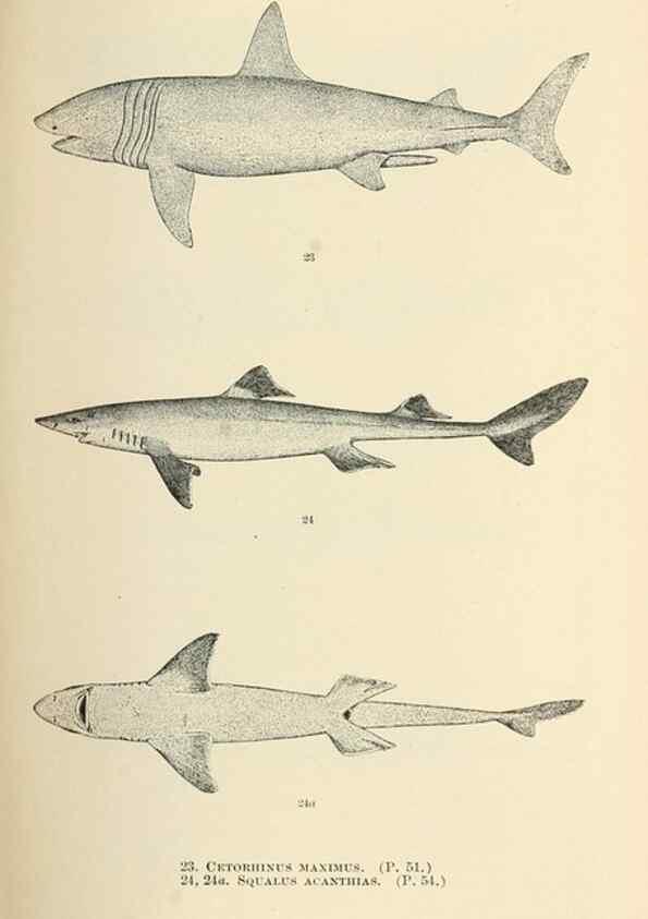 Reproducción/Reproduction 7983294796: The fishes of North and Middle America :. Washington :Smithsonian Institution, United States National Museum,1896-1900.
