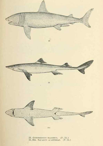Reproducción/Reproduction 7983294796: The fishes of North and Middle America :. Washington :Smithsonian Institution, United States National Museum,1896-1900.