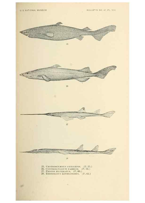 Reproducción/Reproduction 7983295292: The fishes of North and Middle America :. Washington :Smithsonian Institution, United States National Museum,1896-1900.