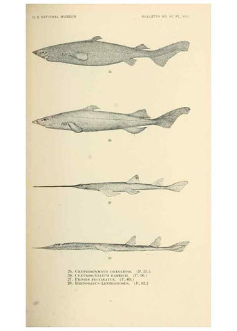 Reproducción/Reproduction 7983295292: The fishes of North and Middle America :. Washington :Smithsonian Institution, United States National Museum,1896-1900.