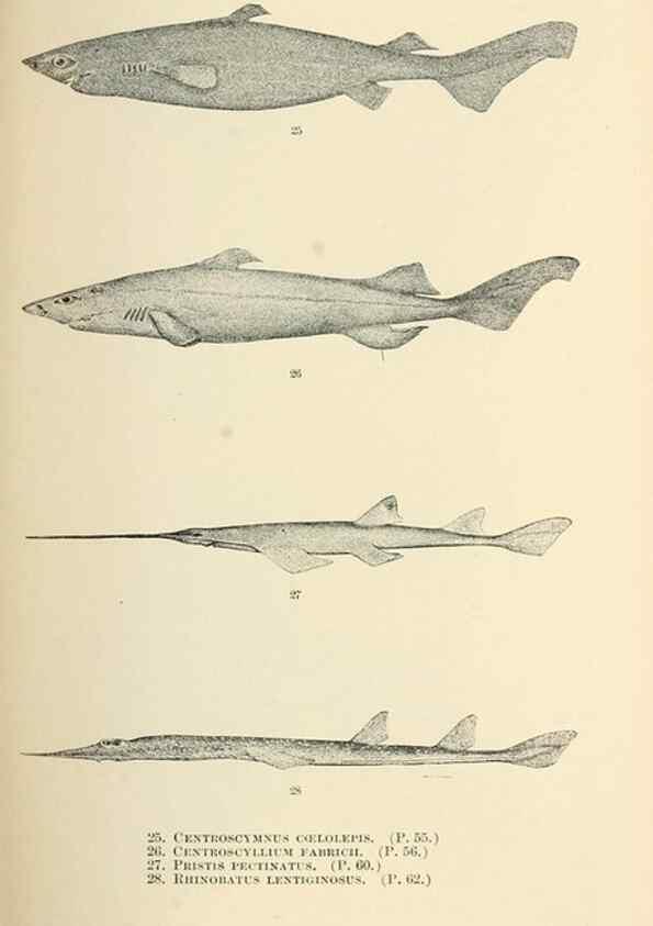 Reproducción/Reproduction 7983295292: The fishes of North and Middle America :. Washington :Smithsonian Institution, United States National Museum,1896-1900.