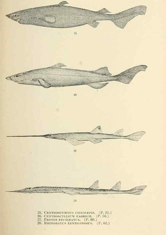 Reproducción/Reproduction 7983295292: The fishes of North and Middle America :. Washington :Smithsonian Institution, United States National Museum,1896-1900.