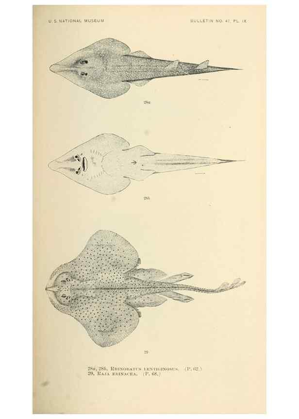 Reproducción/Reproduction 7983295942: The fishes of North and Middle America :. Washington :Smithsonian Institution, United States National Museum,1896-1900.