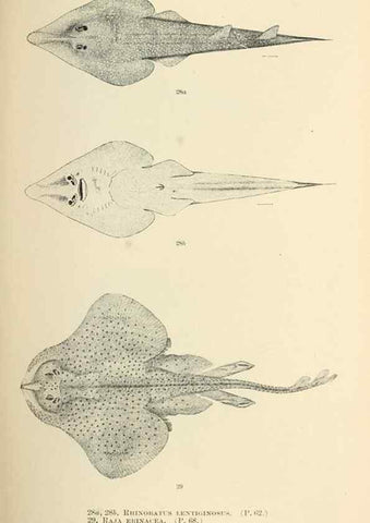 Reproducción/Reproduction 7983295942: The fishes of North and Middle America :. Washington :Smithsonian Institution, United States National Museum,1896-1900.