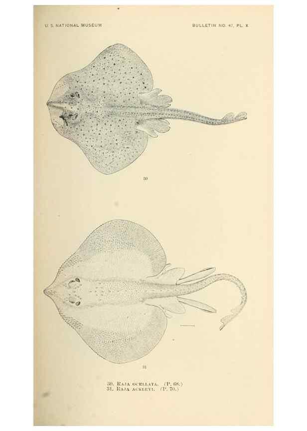 Reproducción/Reproduction 7983292263: The fishes of North and Middle America :. Washington :Smithsonian Institution, United States National Museum,1896-1900.