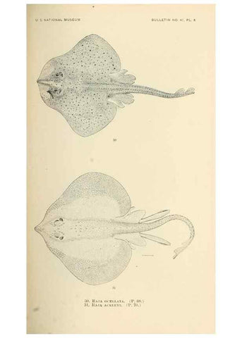 Reproducción/Reproduction 7983292263: The fishes of North and Middle America :. Washington :Smithsonian Institution, United States National Museum,1896-1900.