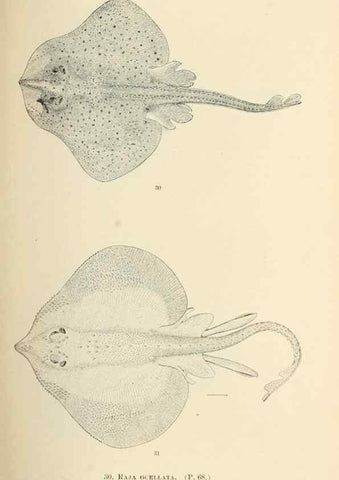 Reproducción/Reproduction 7983292263: The fishes of North and Middle America :. Washington :Smithsonian Institution, United States National Museum,1896-1900.