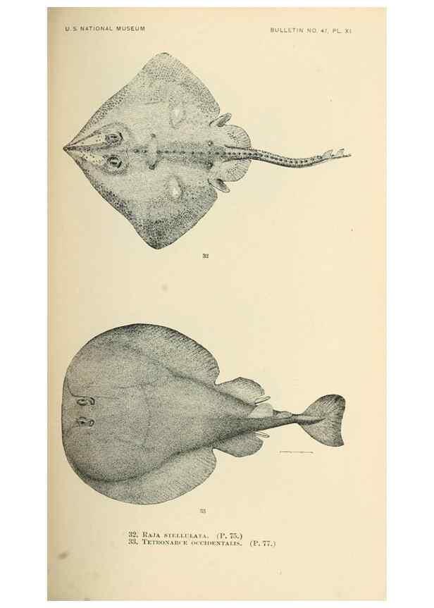 Reproducción/Reproduction 7983292937: The fishes of North and Middle America :. Washington :Smithsonian Institution, United States National Museum,1896-1900.