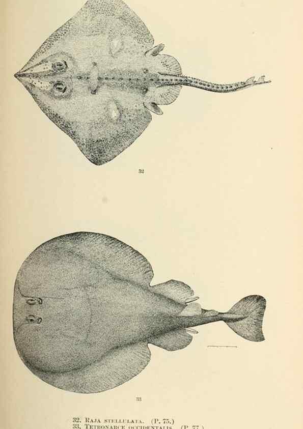 Reproducción/Reproduction 7983292937: The fishes of North and Middle America :. Washington :Smithsonian Institution, United States National Museum,1896-1900.