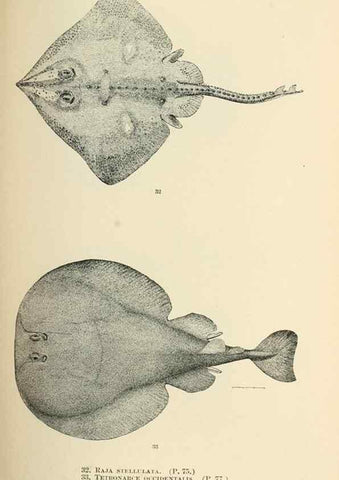 Reproducción/Reproduction 7983292937: The fishes of North and Middle America :. Washington :Smithsonian Institution, United States National Museum,1896-1900.