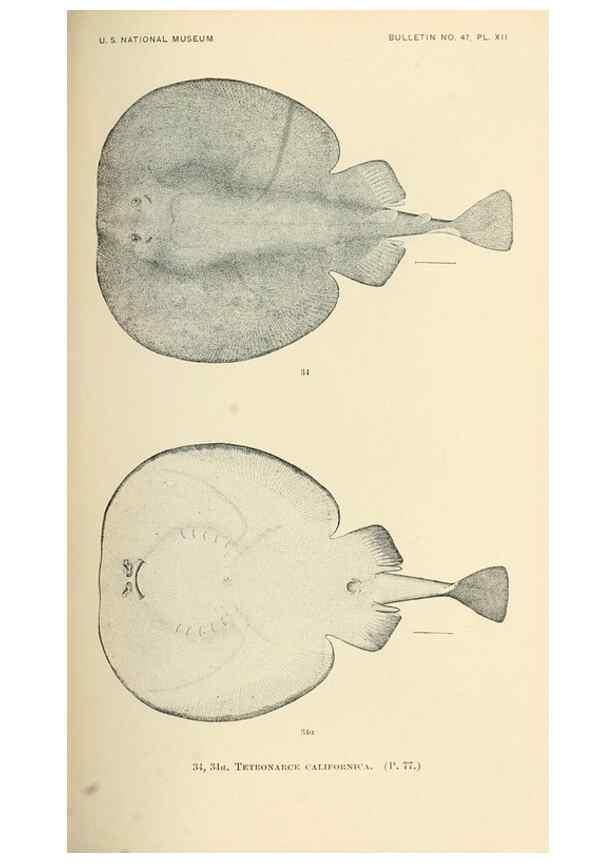 Reproducción/Reproduction 7983293671: The fishes of North and Middle America :. Washington :Smithsonian Institution, United States National Museum,1896-1900.