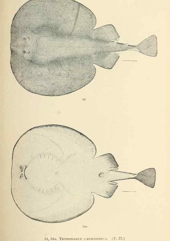 Reproducción/Reproduction 7983293671: The fishes of North and Middle America :. Washington :Smithsonian Institution, United States National Museum,1896-1900.