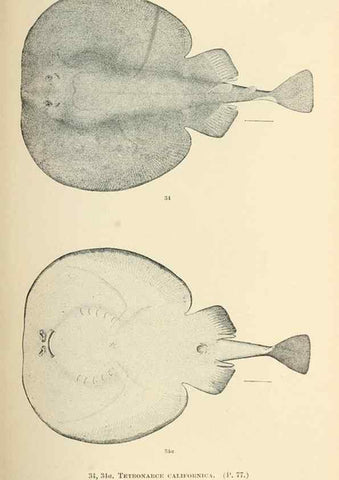 Reproducción/Reproduction 7983293671: The fishes of North and Middle America :. Washington :Smithsonian Institution, United States National Museum,1896-1900.