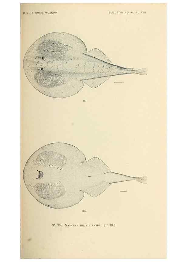 Reproducción/Reproduction 7983298656: The fishes of North and Middle America :. Washington :Smithsonian Institution, United States National Museum,1896-1900.