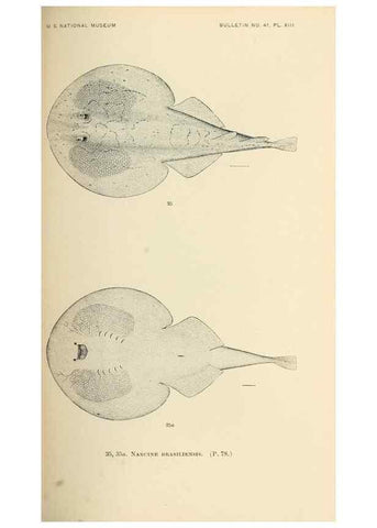 Reproducción/Reproduction 7983298656: The fishes of North and Middle America :. Washington :Smithsonian Institution, United States National Museum,1896-1900.