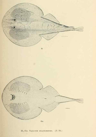 Reproducción/Reproduction 7983298656: The fishes of North and Middle America :. Washington :Smithsonian Institution, United States National Museum,1896-1900.