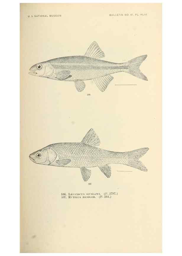 Reproducción/Reproduction 7983313417: The fishes of North and Middle America :. Washington :Smithsonian Institution, United States National Museum,1896-1900.