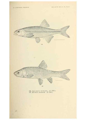 Reproducción/Reproduction 7983313417: The fishes of North and Middle America :. Washington :Smithsonian Institution, United States National Museum,1896-1900.