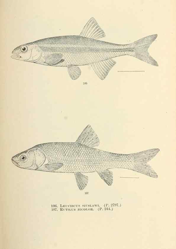Reproducción/Reproduction 7983313417: The fishes of North and Middle America :. Washington :Smithsonian Institution, United States National Museum,1896-1900.