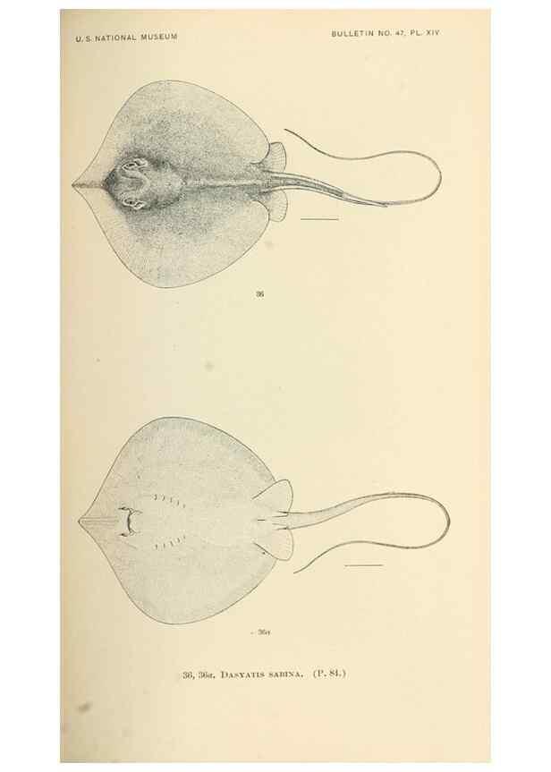Reproducción/Reproduction 7983299258: The fishes of North and Middle America :. Washington :Smithsonian Institution, United States National Museum,1896-1900.