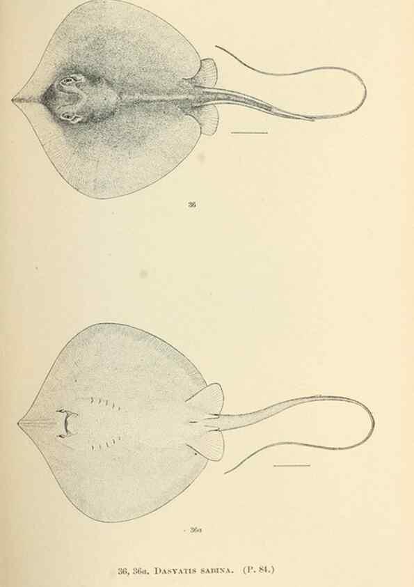 Reproducción/Reproduction 7983299258: The fishes of North and Middle America :. Washington :Smithsonian Institution, United States National Museum,1896-1900.